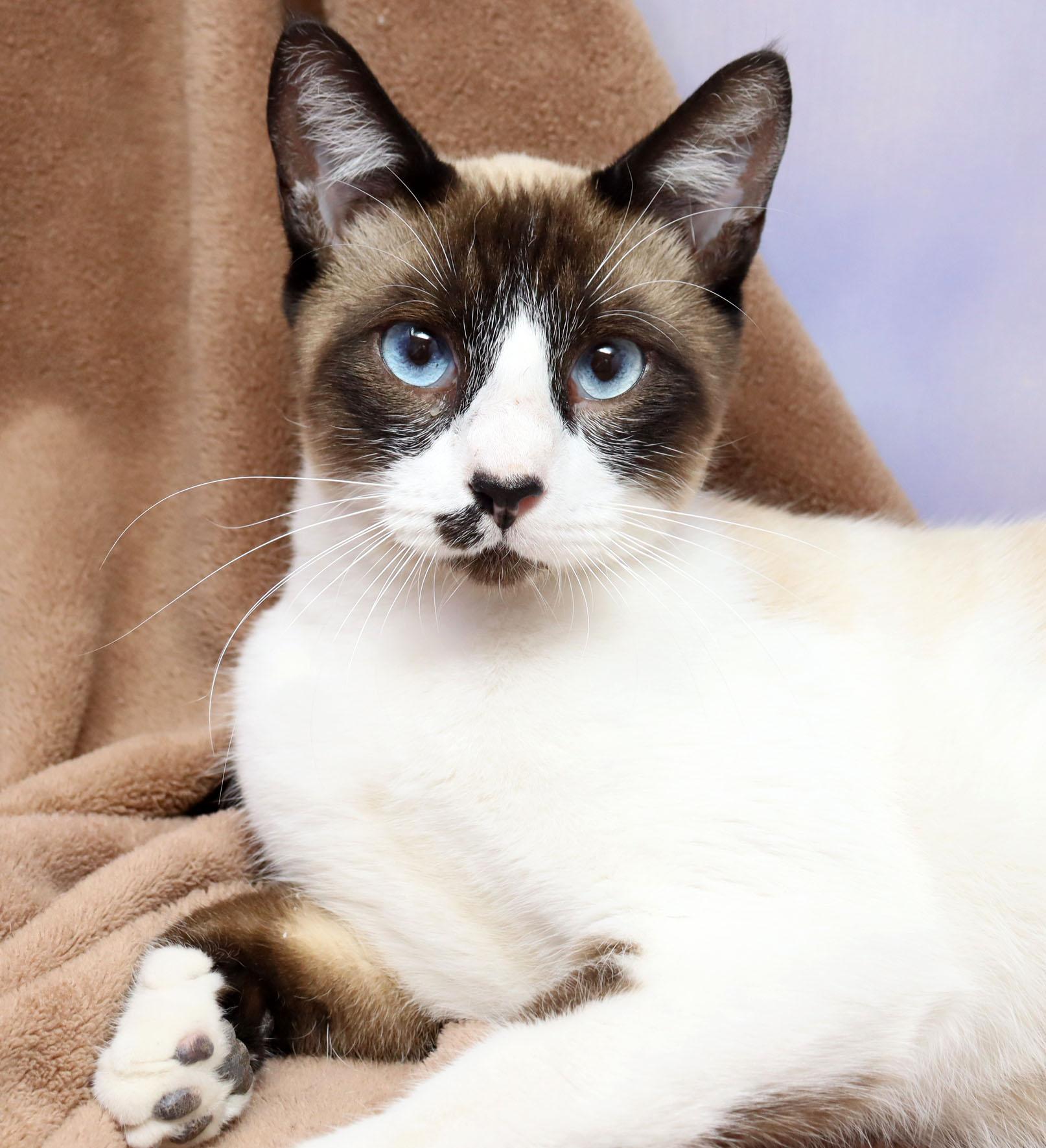 Snickers, adopted, Adult Male Snowshoe & Siamese.