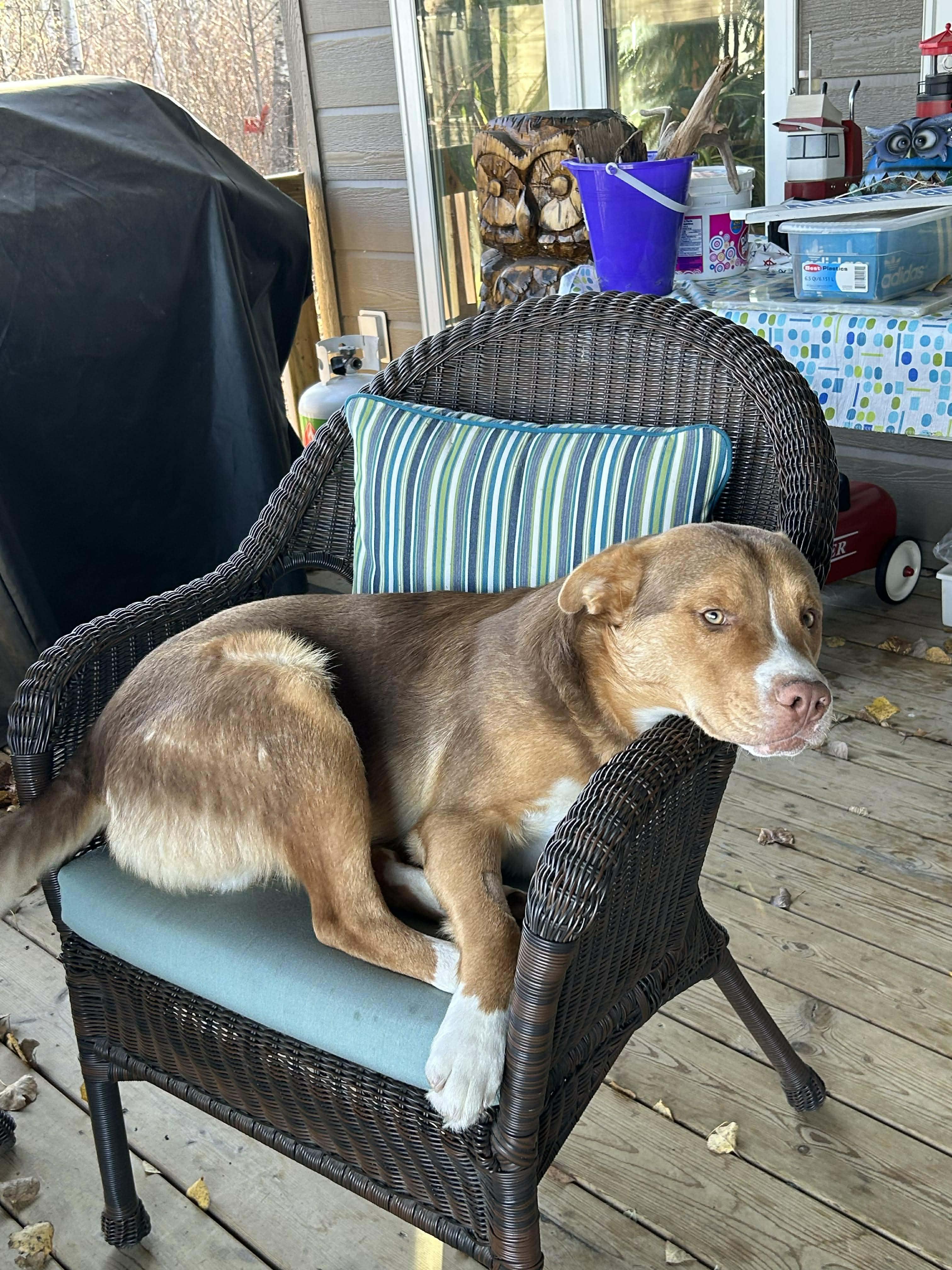 Jax, adopted, Young Male Mixed Breed.