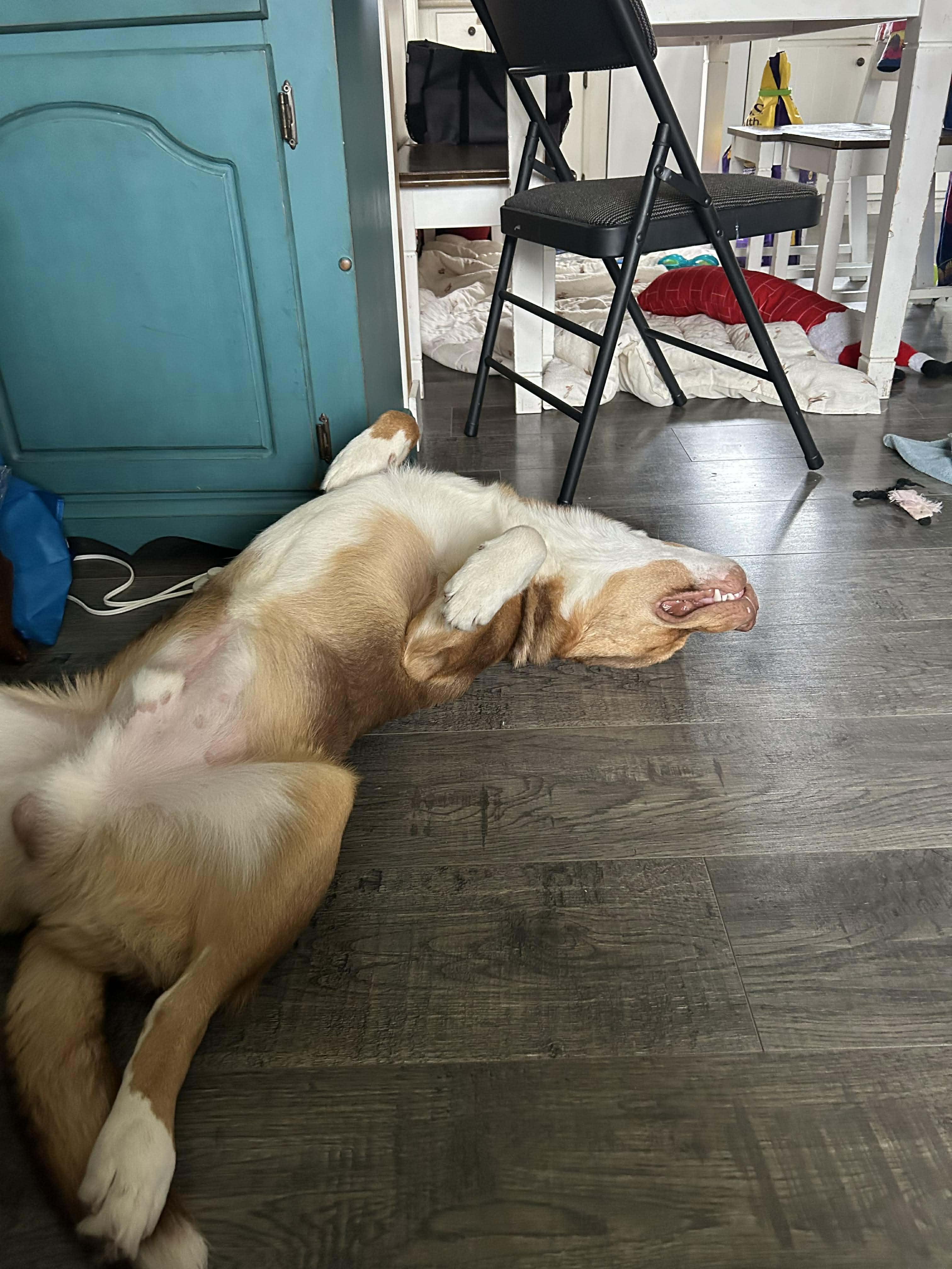 Jax, an adopted mixed breed in Winnipeg, MB image 3/6