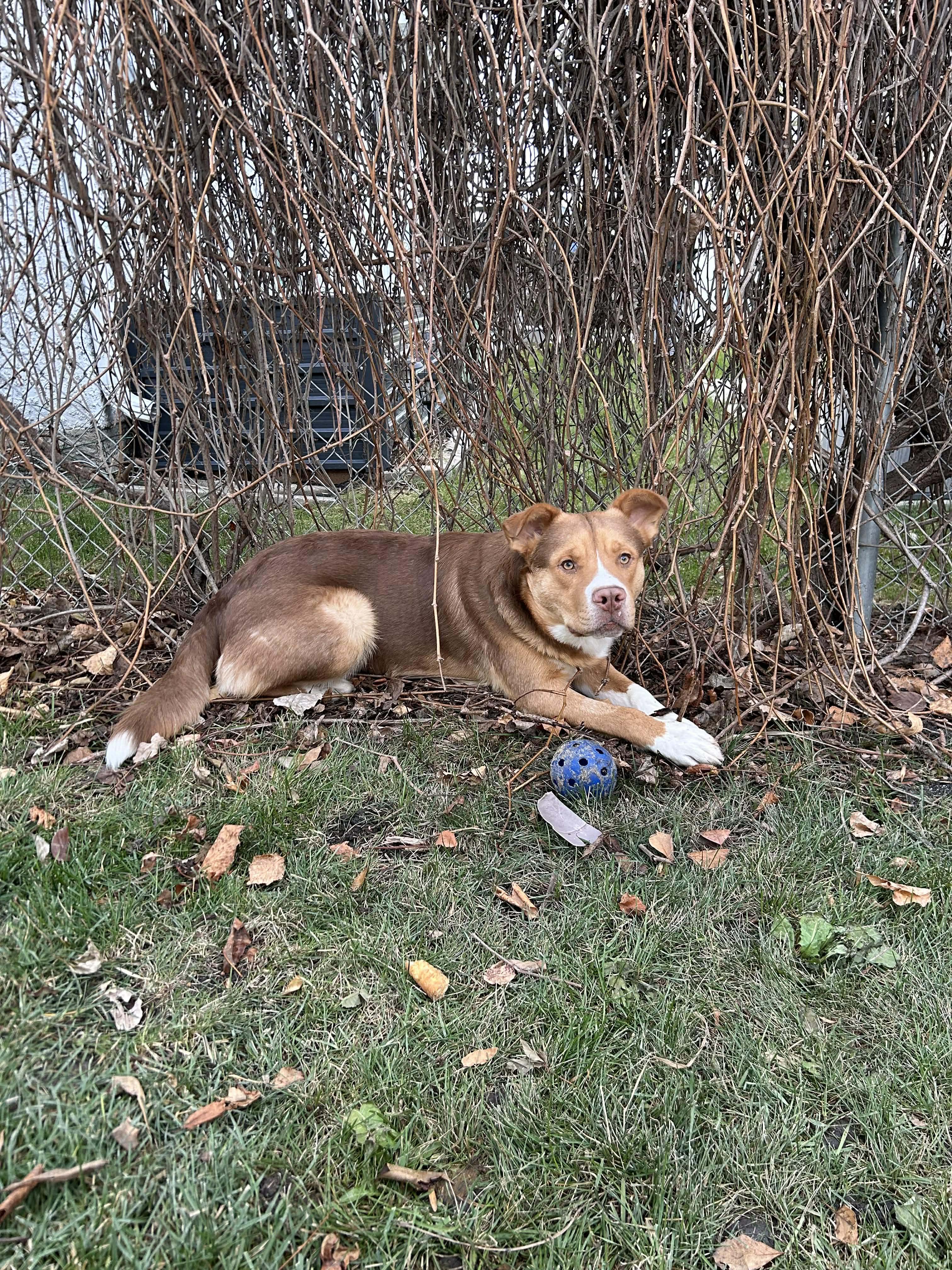 Jax, an adopted mixed breed in Winnipeg, MB image 5/6
