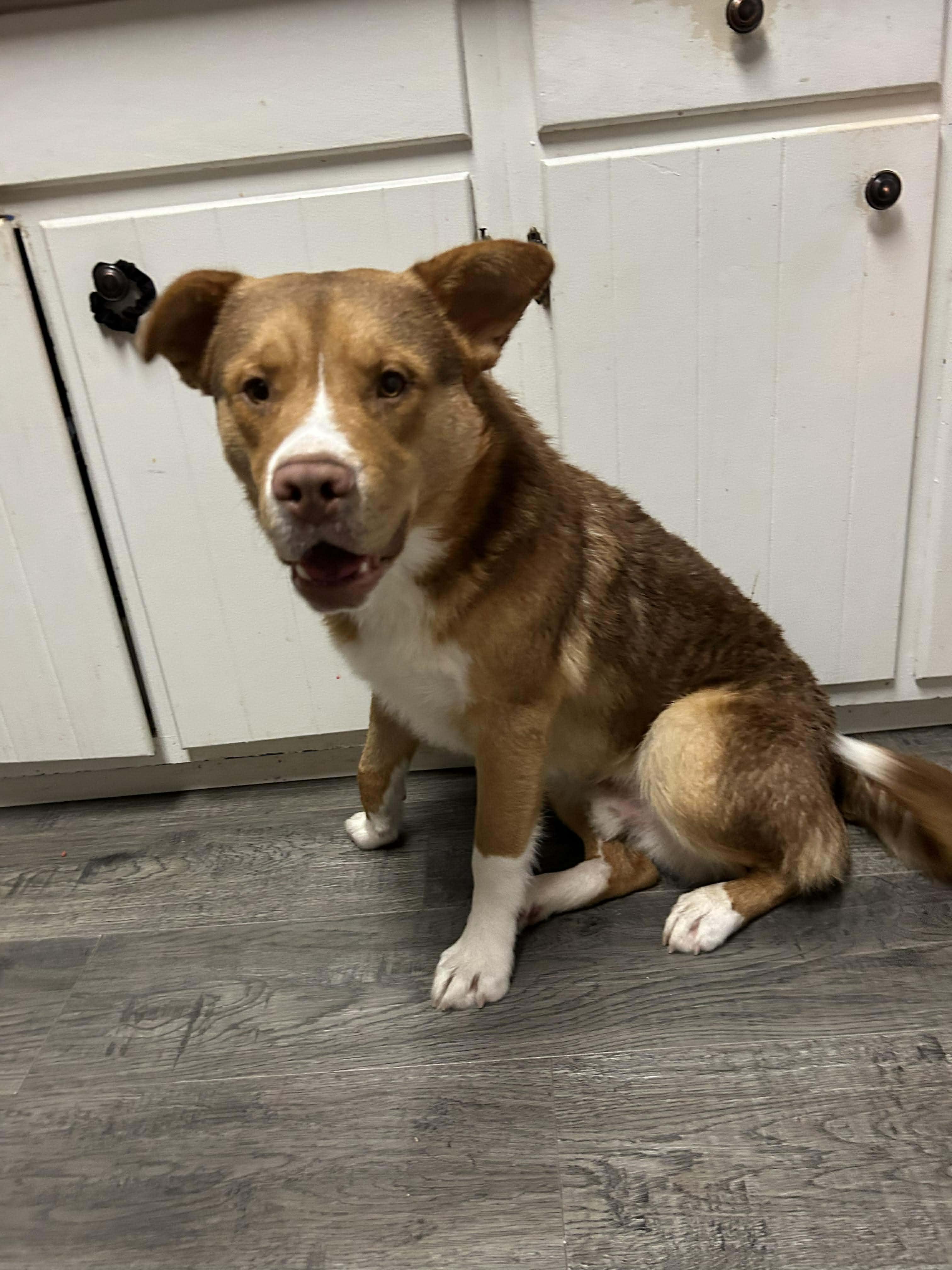 Jax, an adopted mixed breed in Winnipeg, MB image 6/6