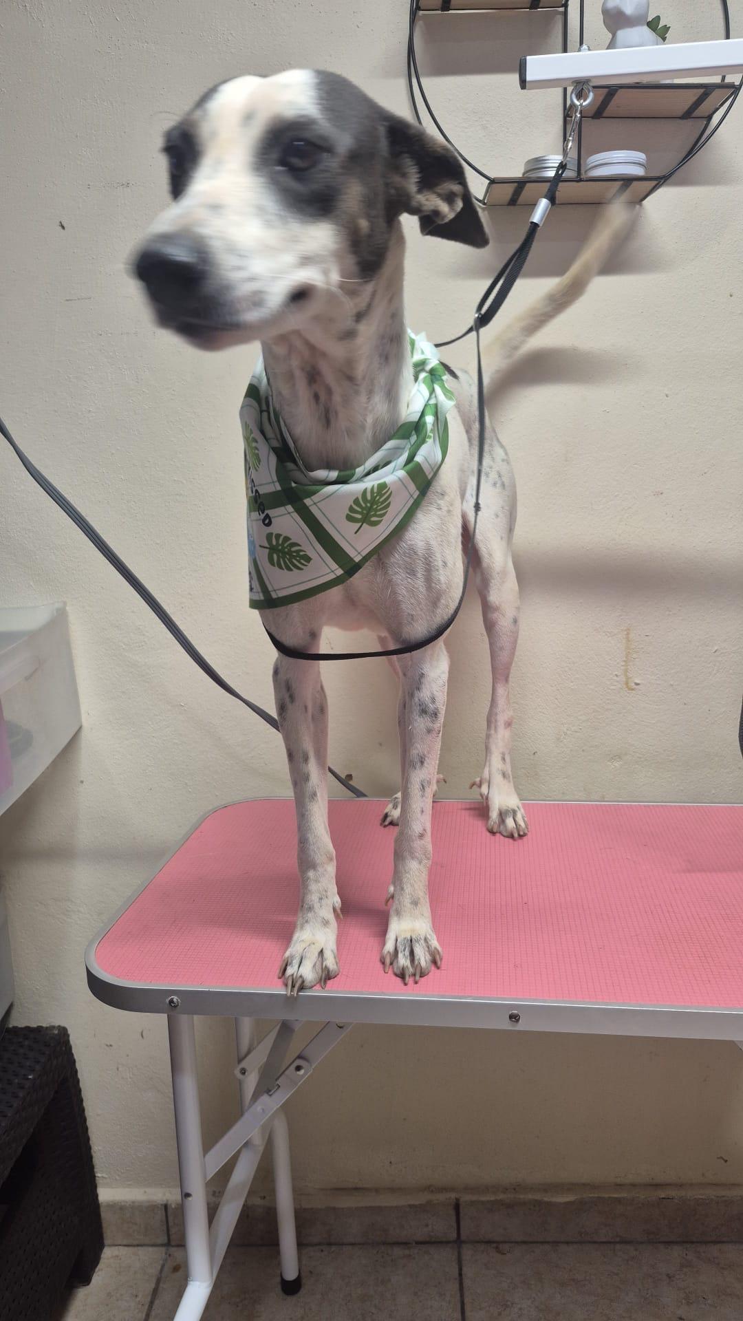 Franny  The Freckled thumbnail 3