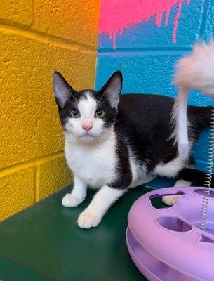 Enlarge Patton, a Adopted Domestic Short Hair in Williamsport, PA image 2/3