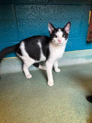 Enlarge Patton, a Adopted Domestic Short Hair in Williamsport, PA image 3/3