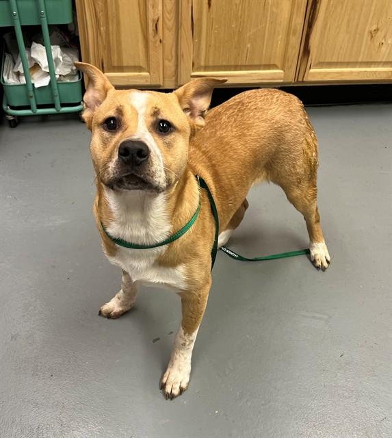 Enlarge Sport, a ADOPTABLE mixed breed in Phoenix, OR image 3/3