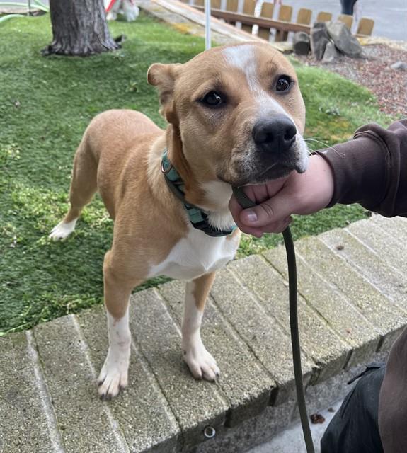 Enlarge Sport, a ADOPTABLE mixed breed in Phoenix, OR image 2/3