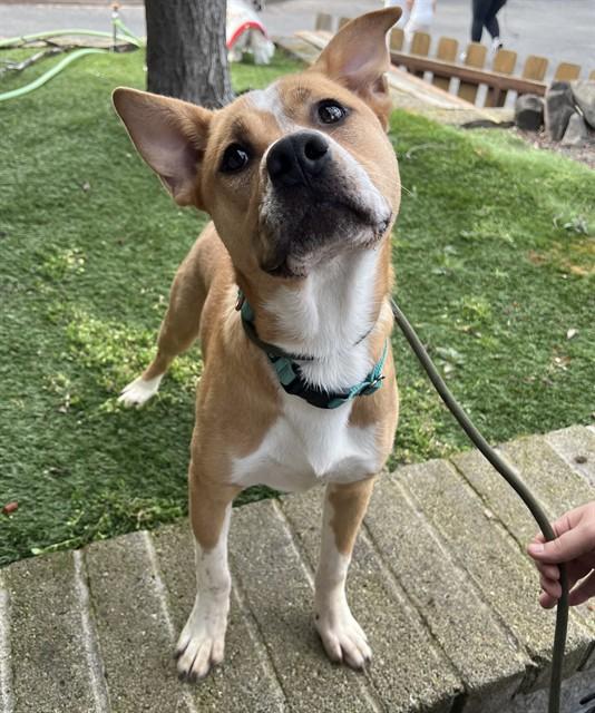 Sport, ADOPTABLE, Young Male Australian Cattle Dog / Blue Heeler & Pit Bull Terrier.