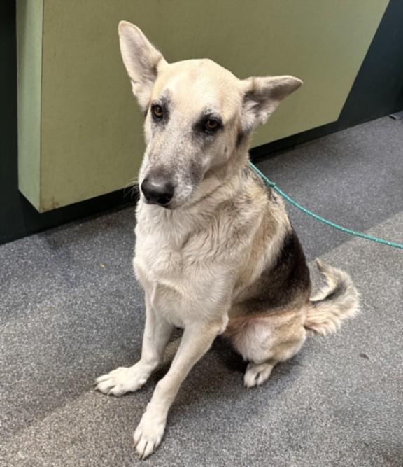Enlarge AUDREY, a Adoptable German Shepherd Dog in Los Angeles, CA image 1/1