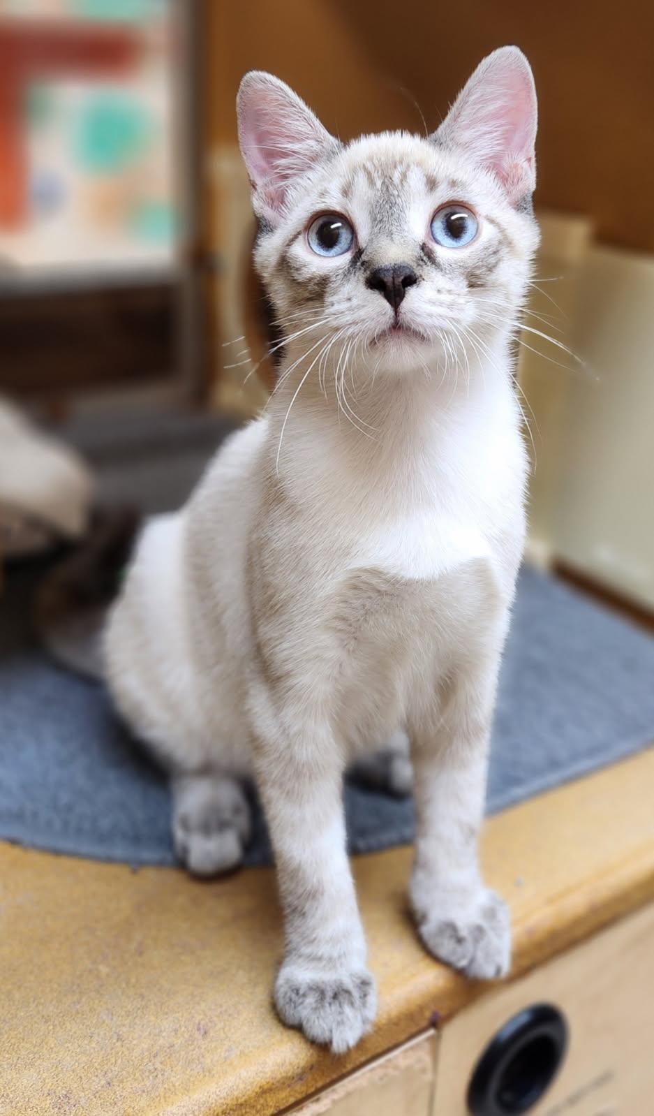 Enlarge Atlas, an adopted Siamese in Barrington Hills, IL image 6/6