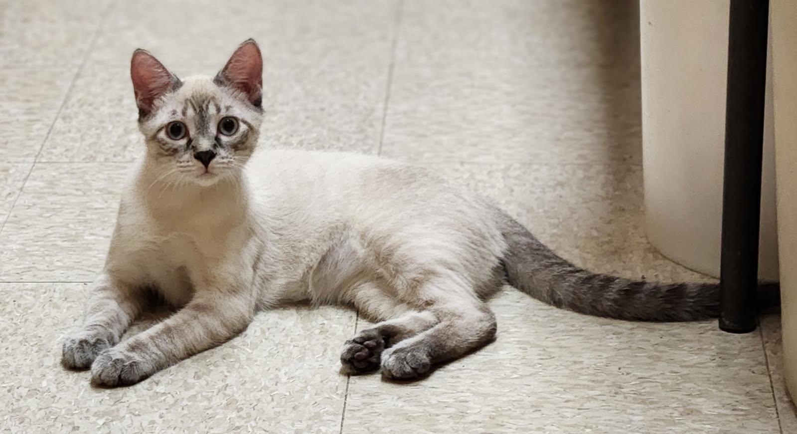 Enlarge Atlas, an adopted Siamese in Barrington Hills, IL image 5/6