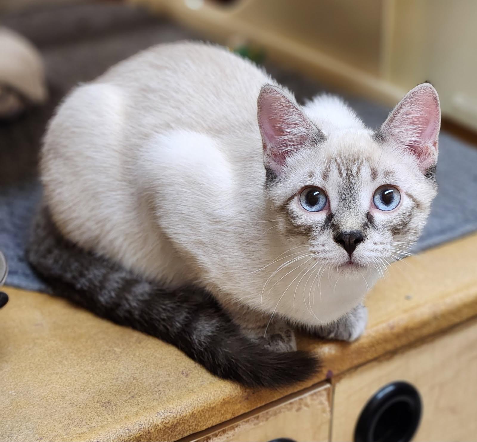 Enlarge Atlas, an adopted Siamese in Barrington Hills, IL image 3/6