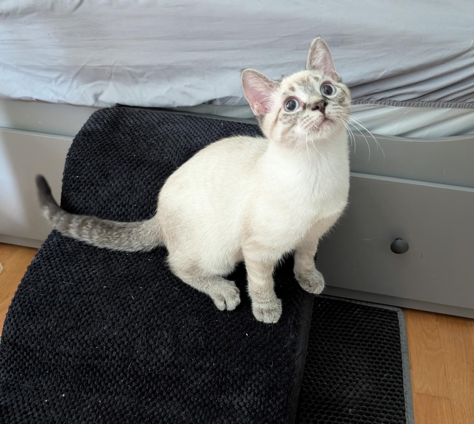Enlarge Atlas, an adopted Siamese in Barrington Hills, IL image 1/6