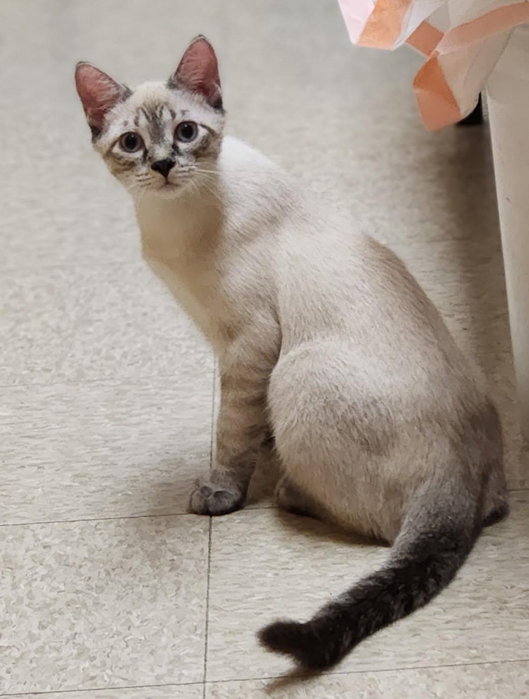 Enlarge Atlas, an adopted Siamese in Barrington Hills, IL image 4/6