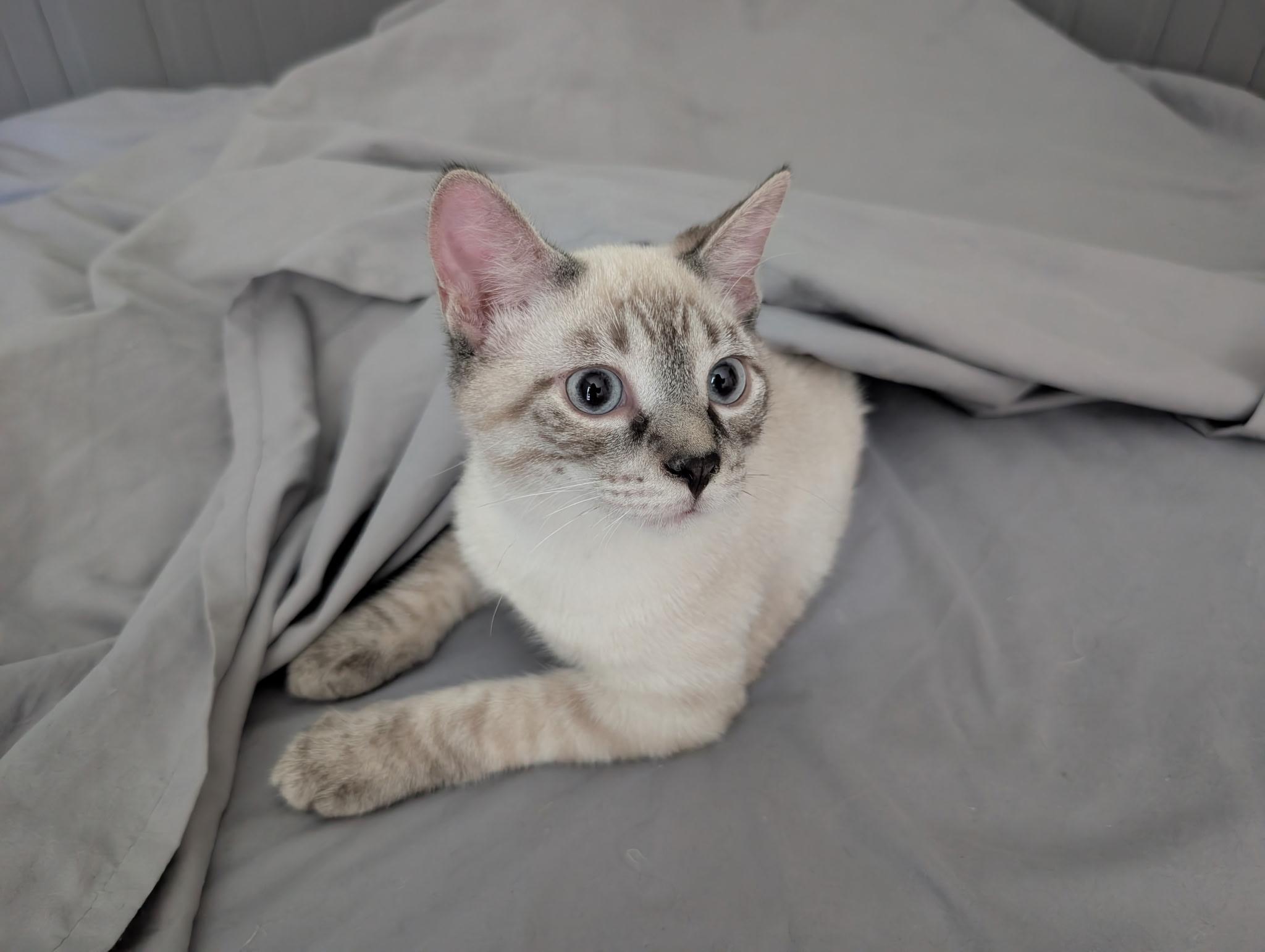 Enlarge Atlas, an adopted Siamese in Barrington Hills, IL image 2/6
