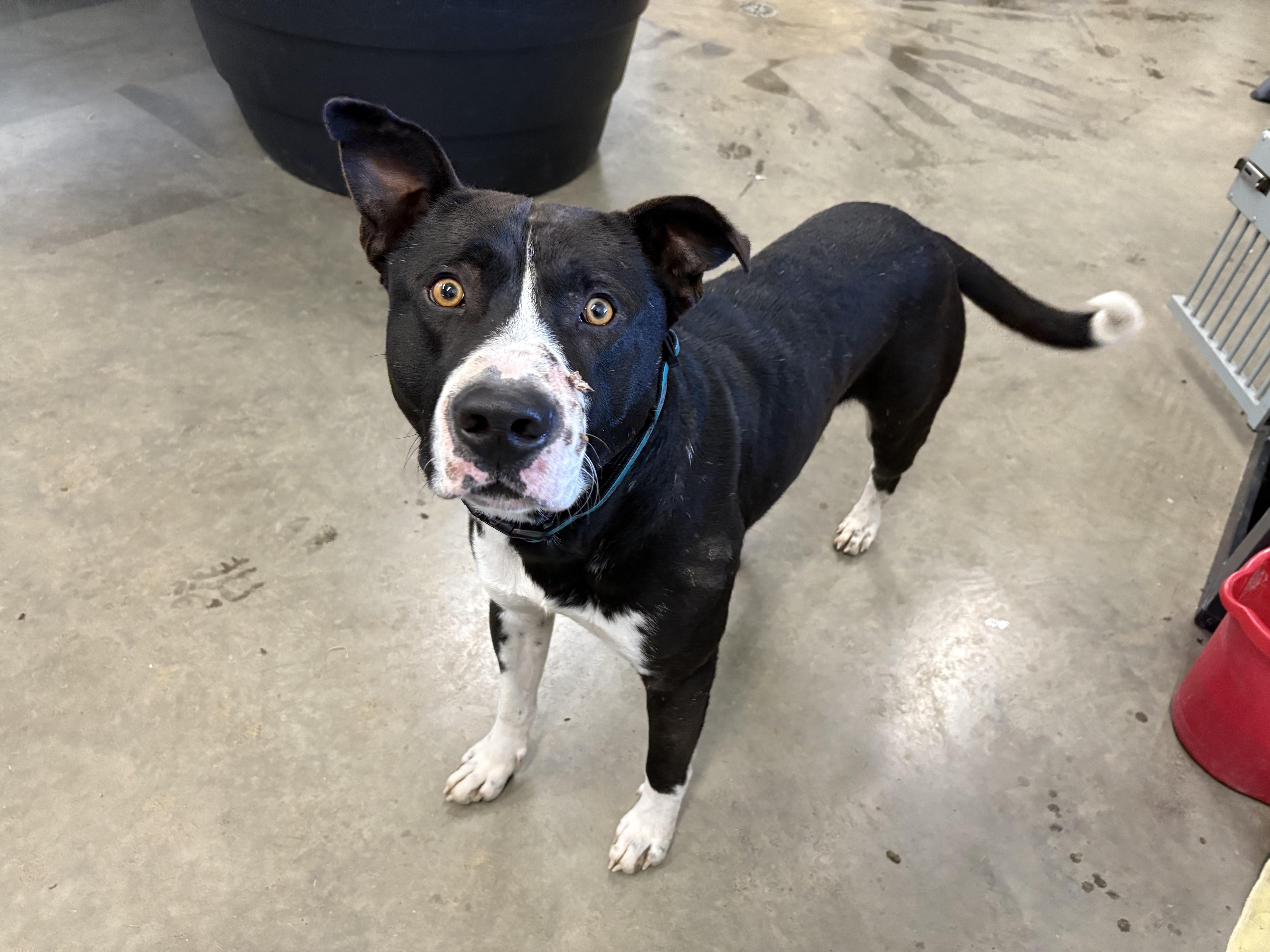 Happy, a Adoptable mixed breed in Saskatoon, SK image 3/6