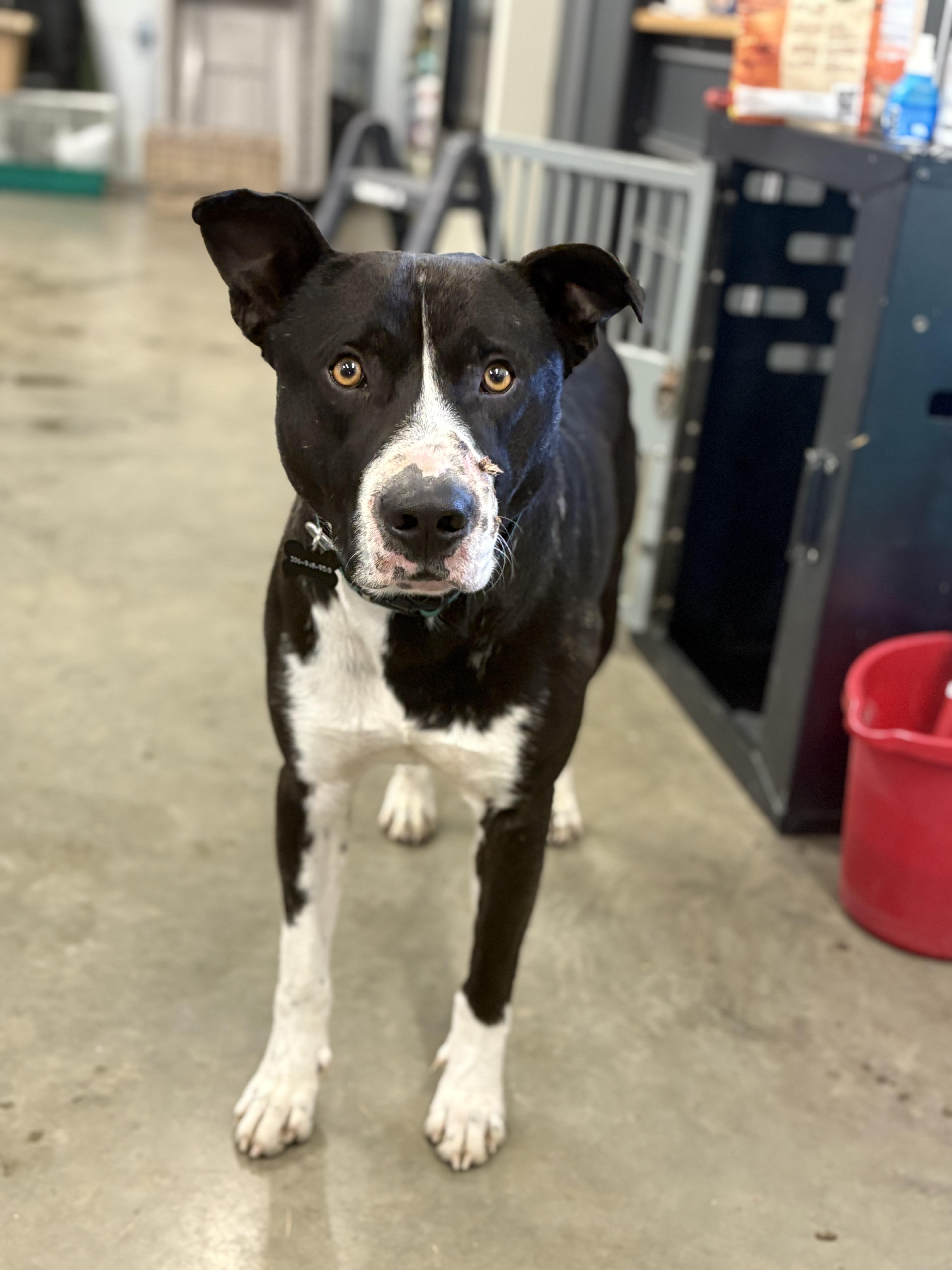 Happy, Adoptable, Adult Male Mixed Breed.