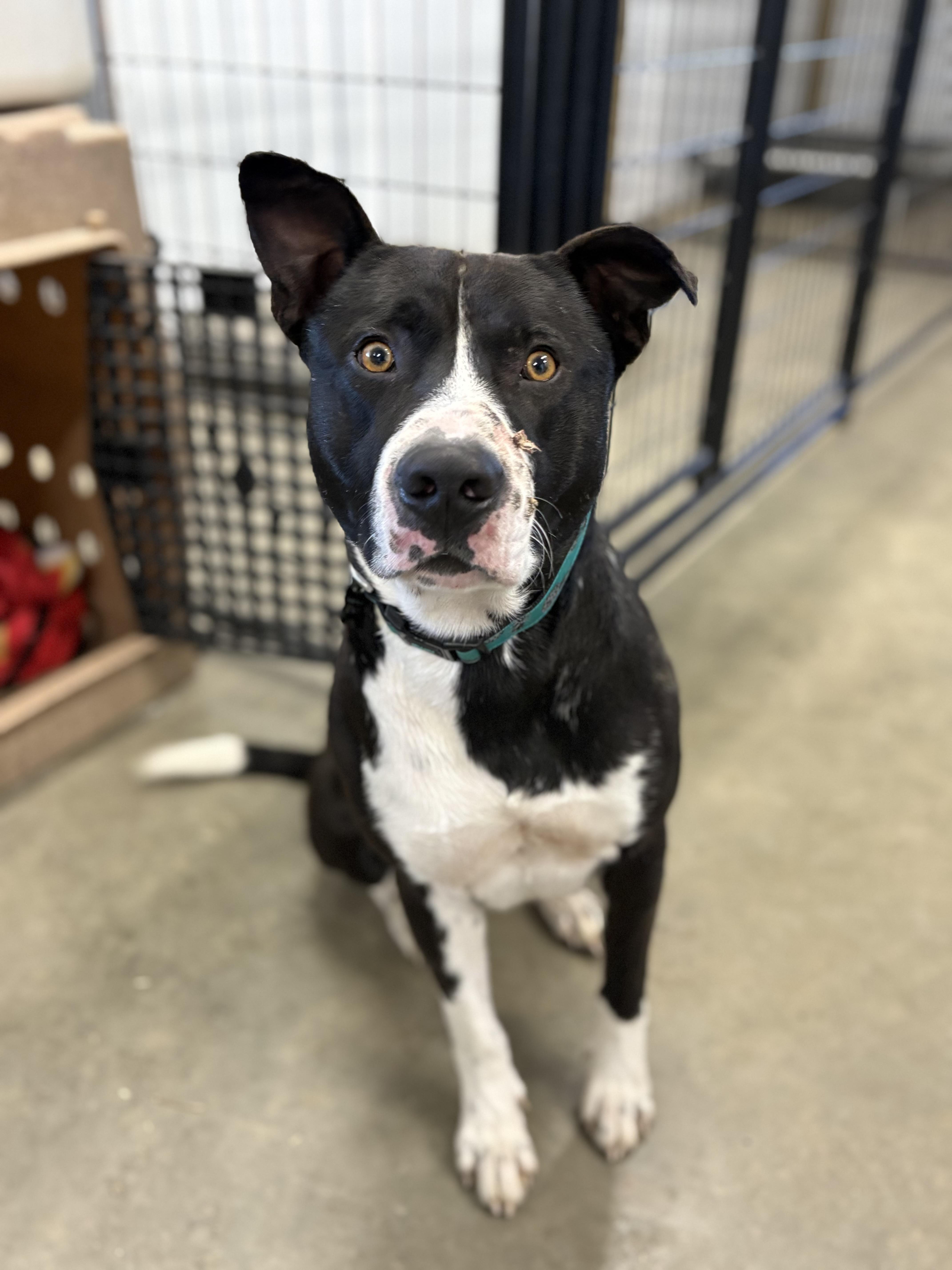 Happy, a Adoptable mixed breed in Saskatoon, SK image 4/6