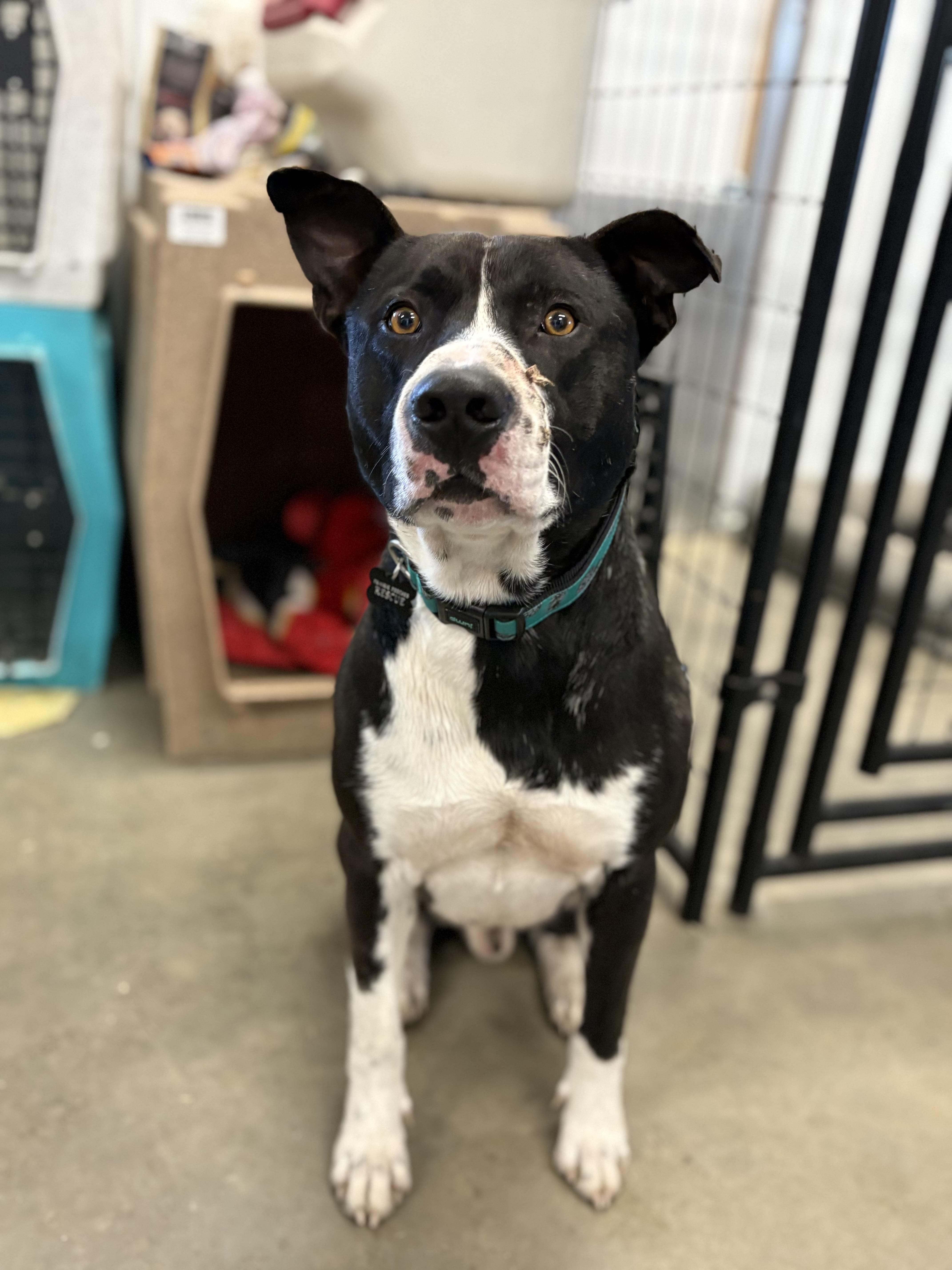 Happy, a Adoptable mixed breed in Saskatoon, SK image 5/6