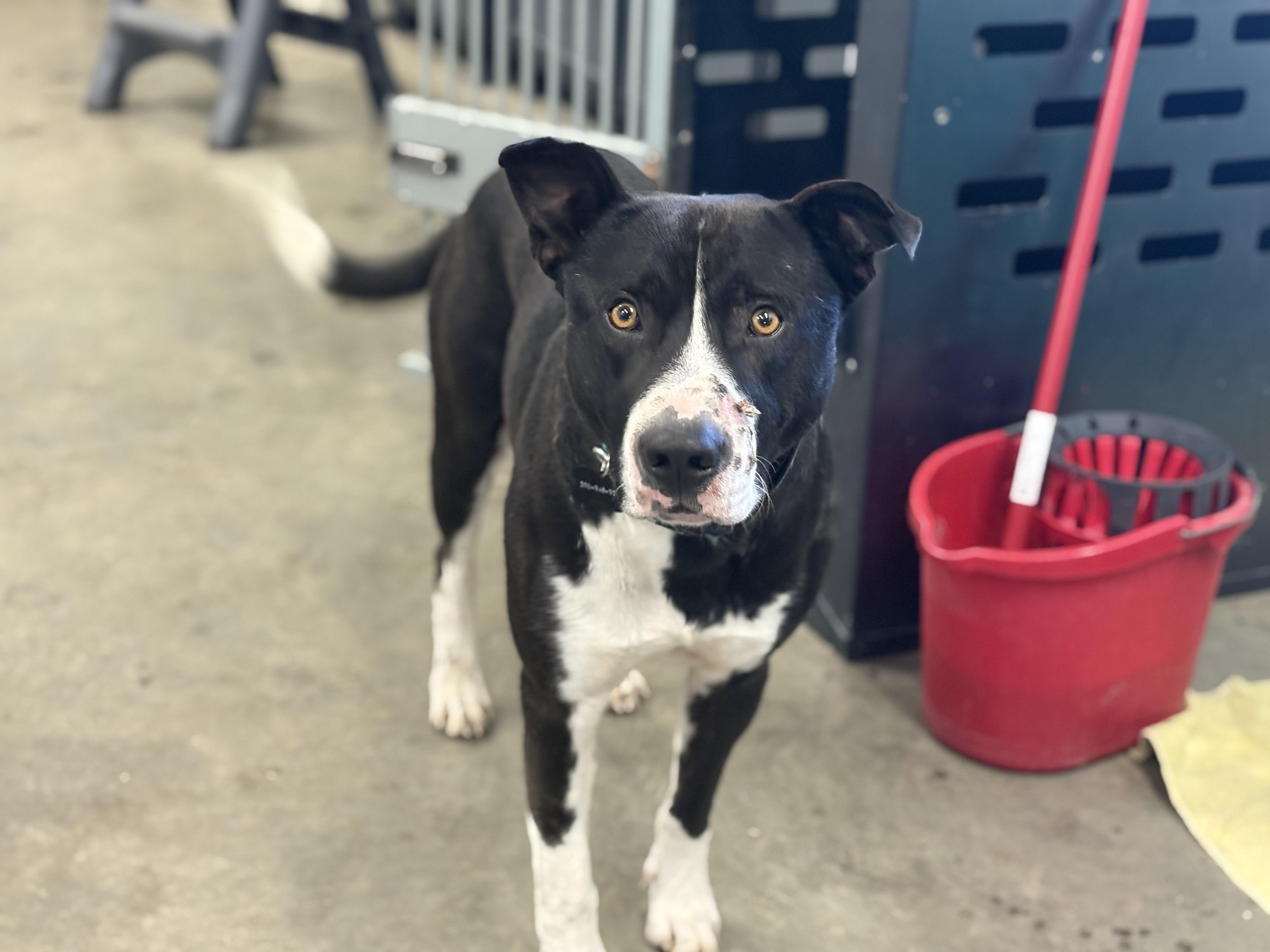 Happy, a Adoptable mixed breed in Saskatoon, SK image 6/6