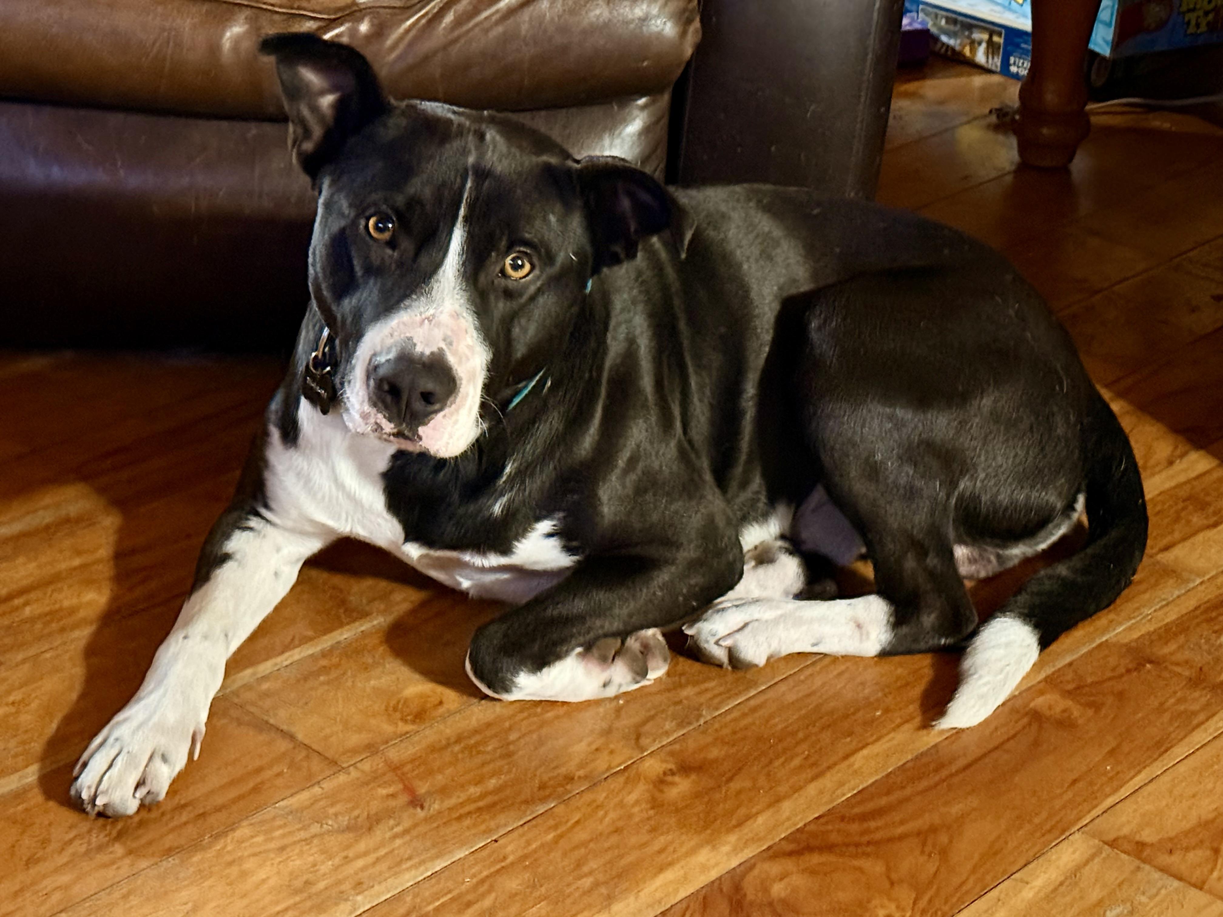 Happy, a Adoptable mixed breed in Saskatoon, SK image 1/6