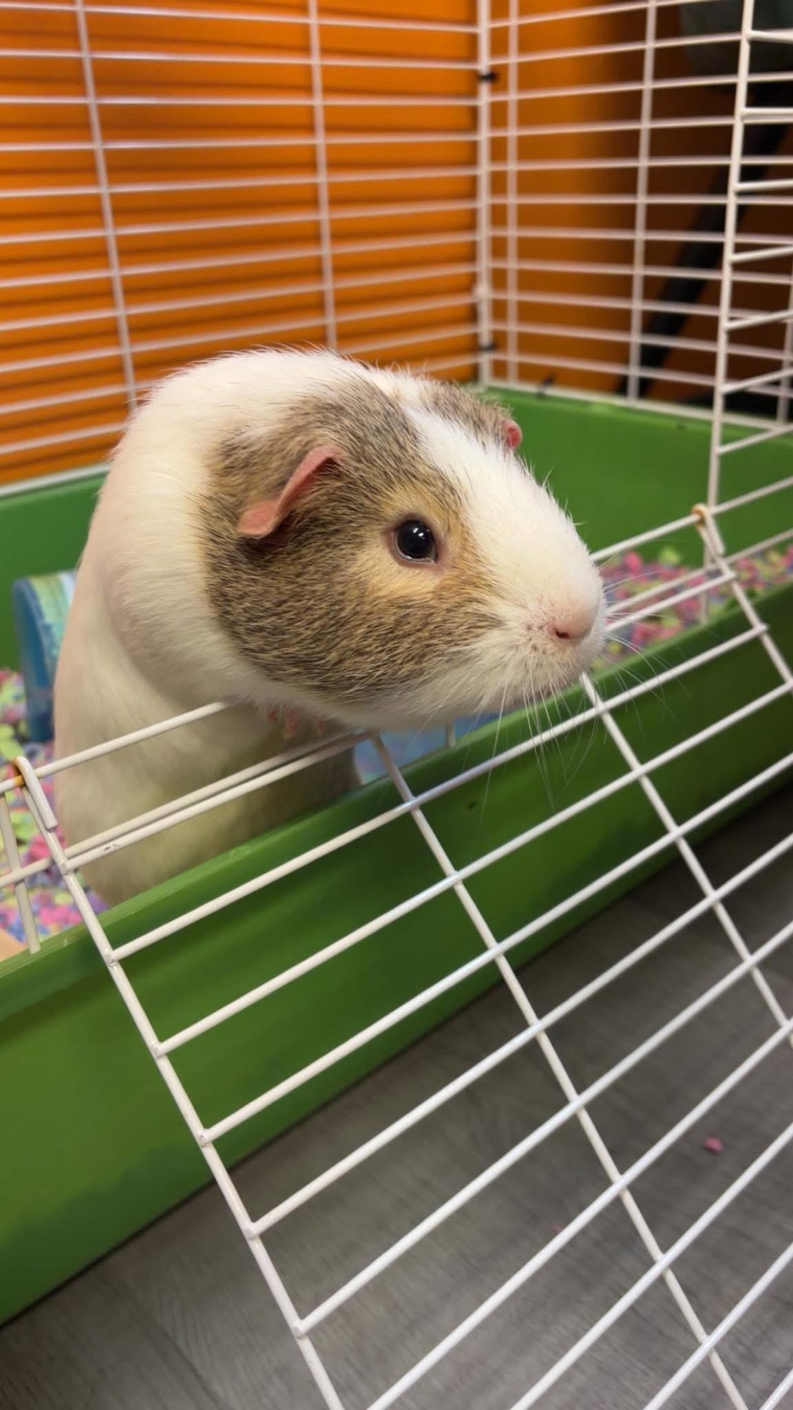 Enlarge Happy, an adopted Guinea Pig in Muncie, IN image 1/3