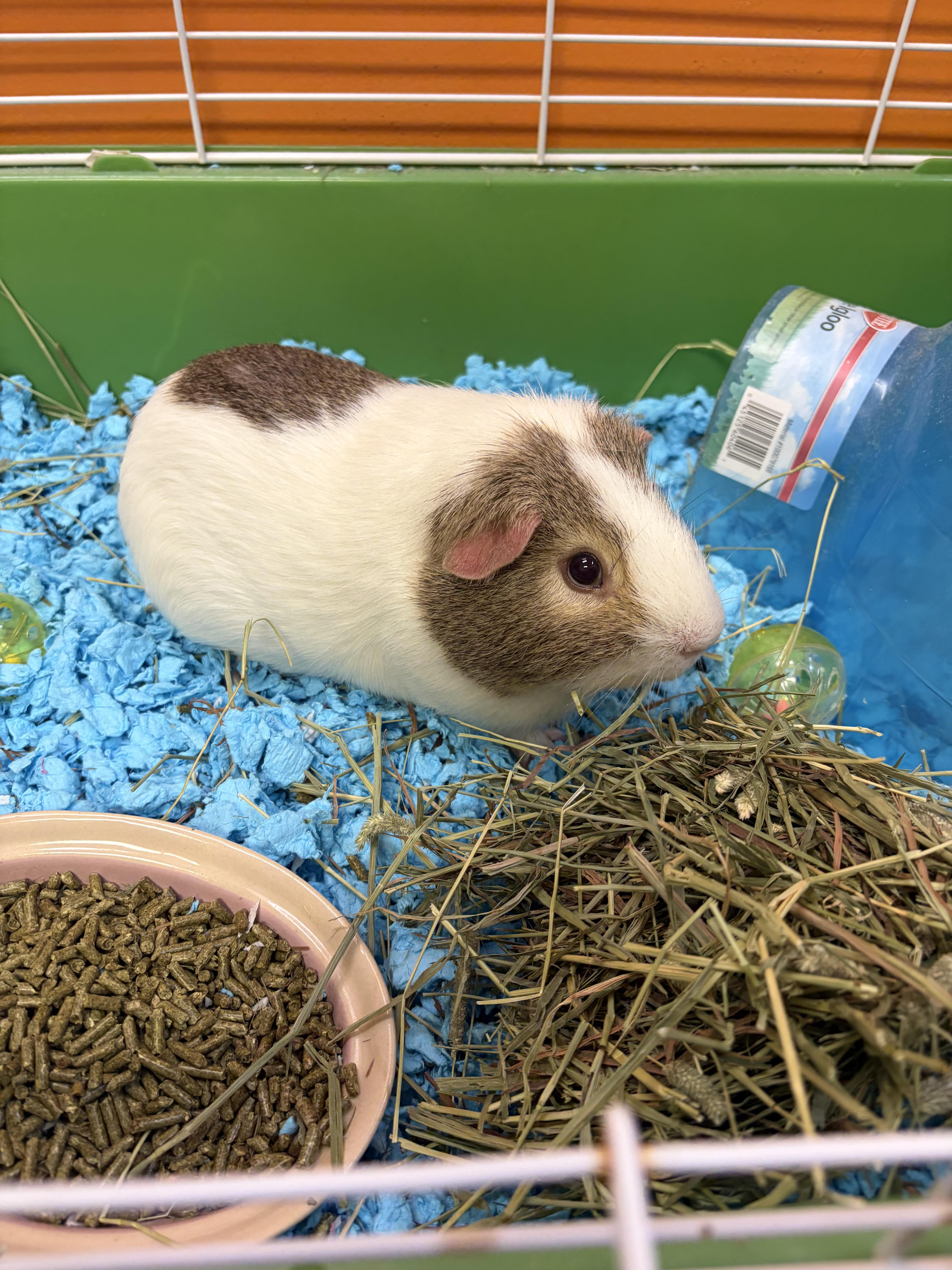 Enlarge Happy, an adopted Guinea Pig in Muncie, IN image 2/3