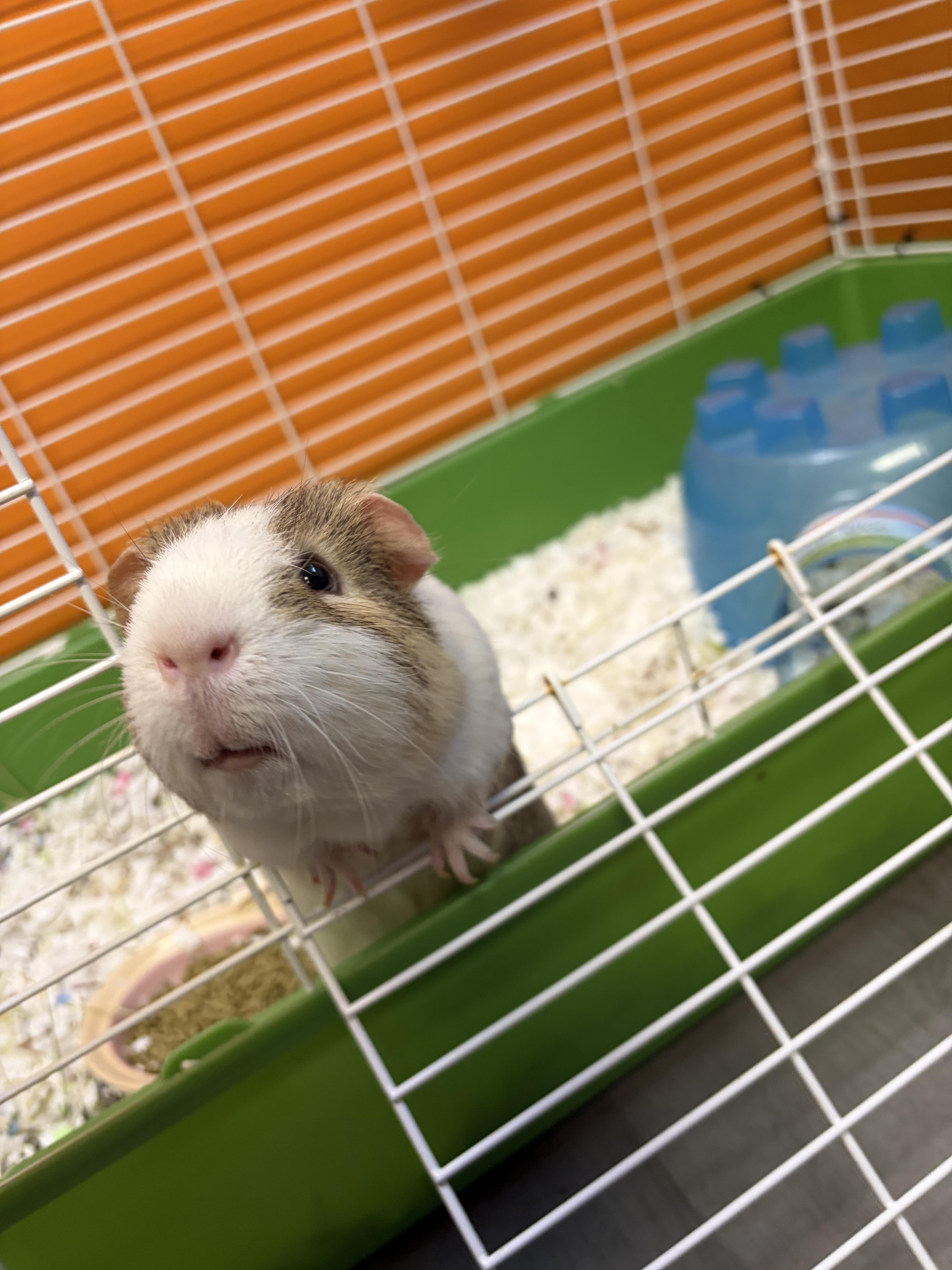 Enlarge Happy, an adopted Guinea Pig in Muncie, IN image 3/3