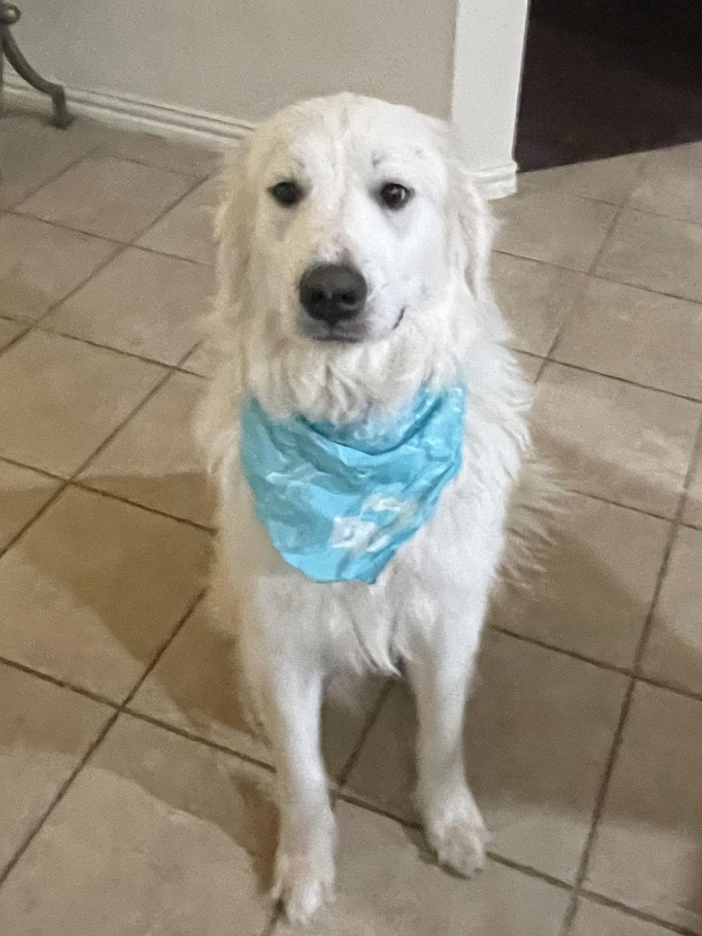 Bodie, Adopted, Young Male Great Pyrenees.