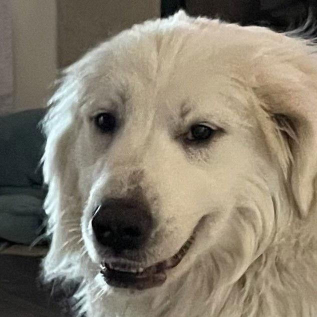 Bodie, a Adopted Great Pyrenees in Garland, TX image 3/3