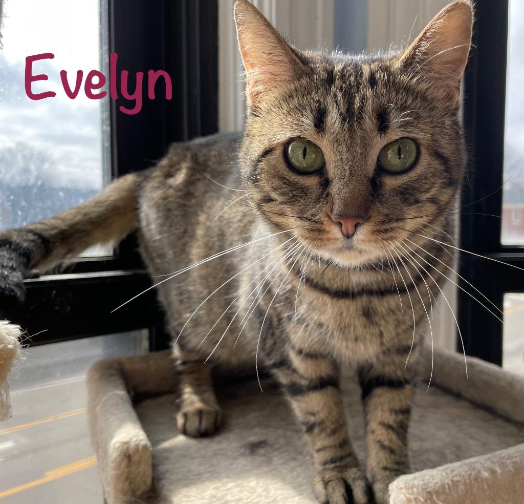 Evelyn, Adoptable, Adult Female Domestic Short Hair.