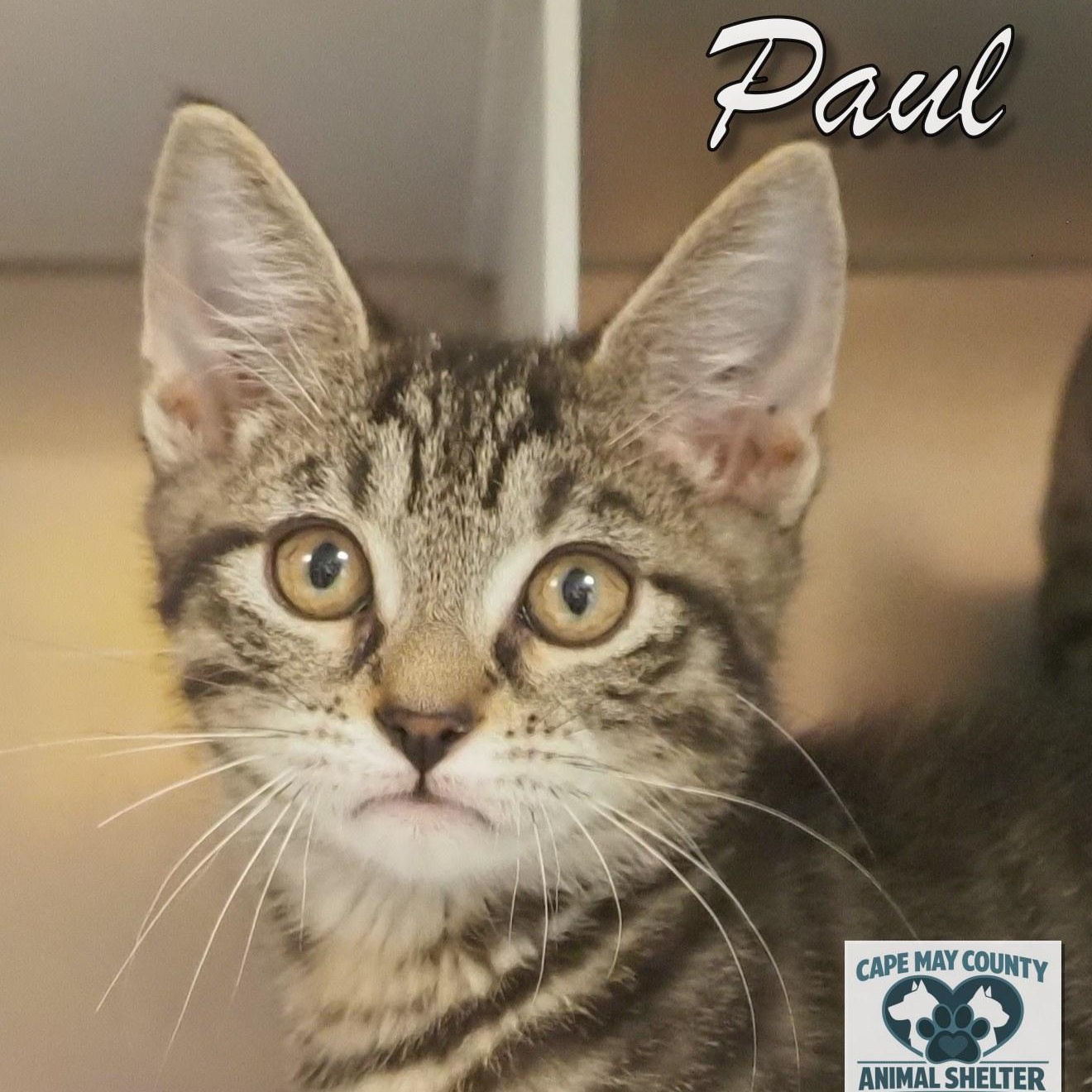 Enlarge Two Little Paw Kitties, a Adopted mixed breed in Cape May Court House, NJ image 3/3