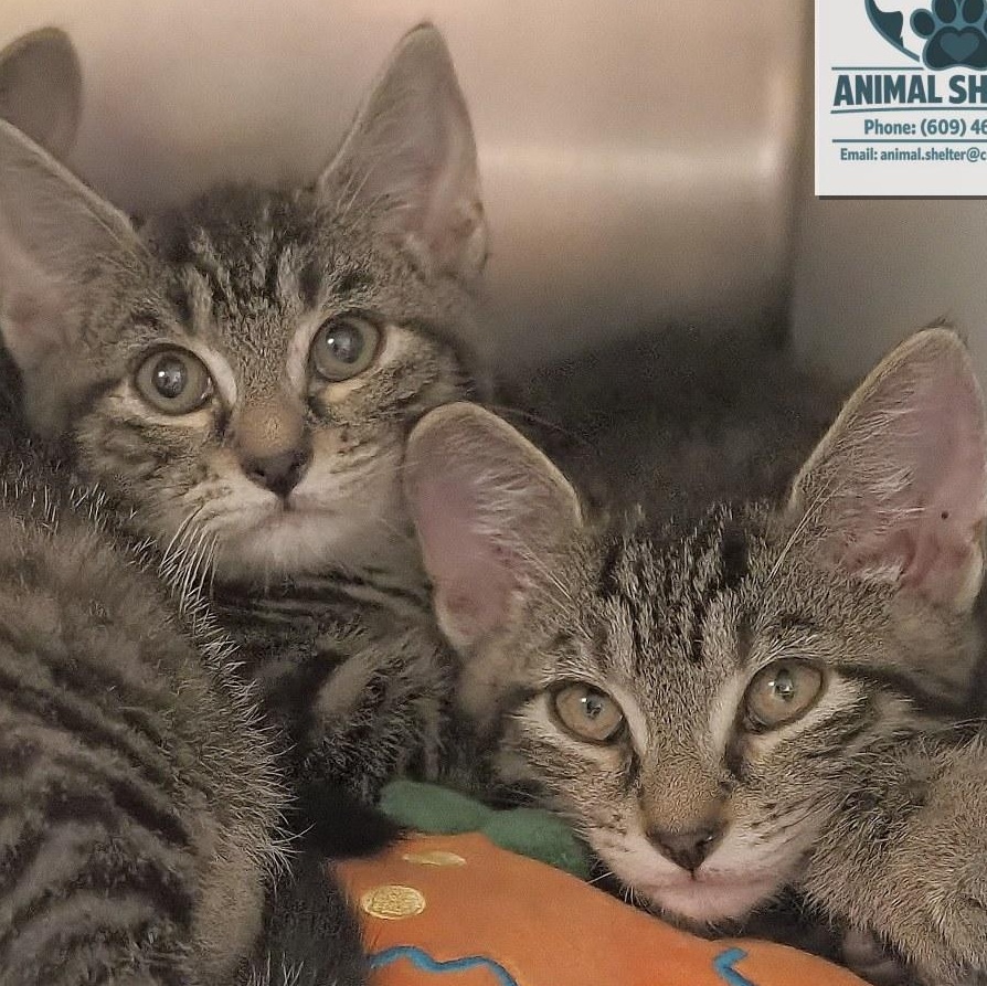 Two Little Paw Kitties, Adopted, Young Male Domestic Short Hair & Extra-Toes Cat / Hemingway Polydactyl.