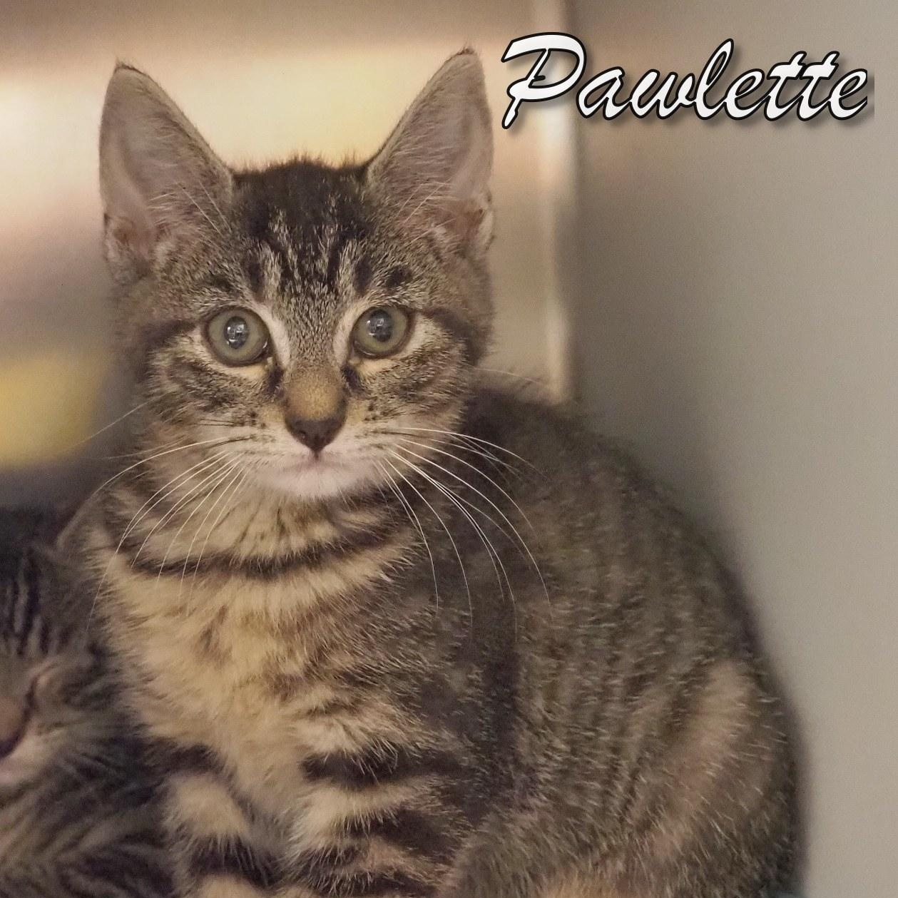Enlarge Two Little Paw Kitties, a Adopted mixed breed in Cape May Court House, NJ image 2/3