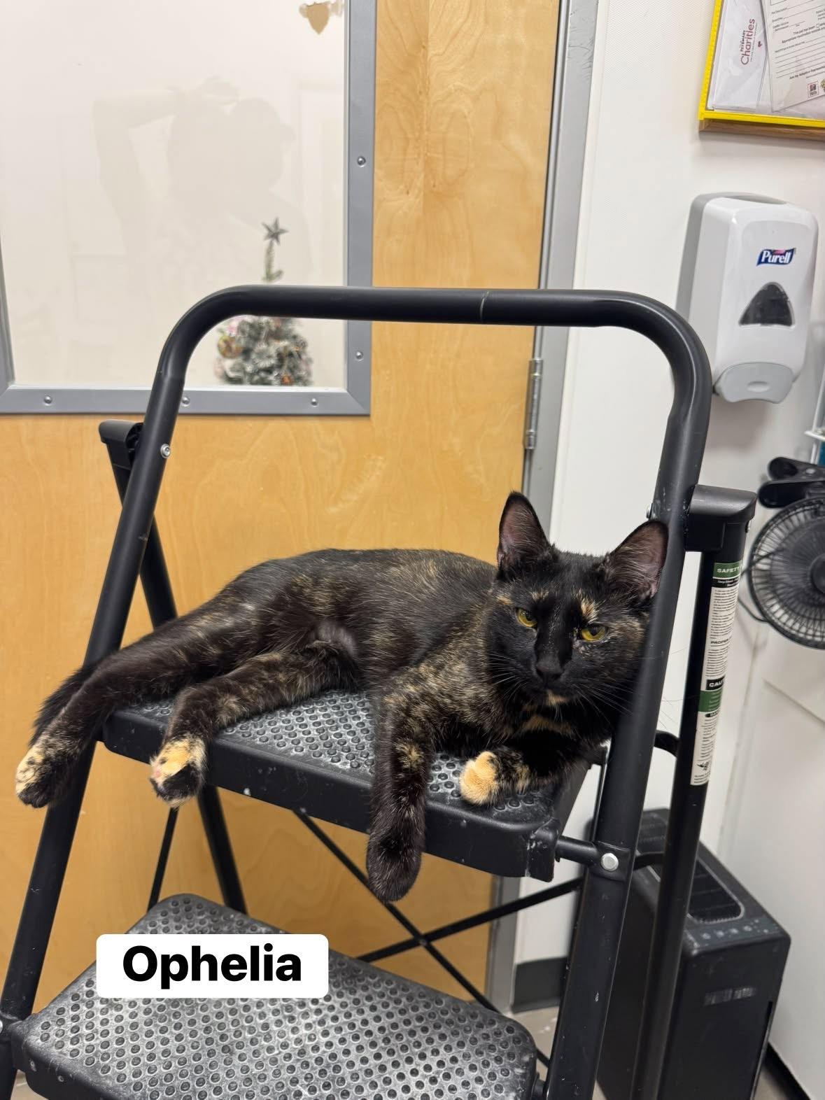 Enlarge Ophelia, a ADOPTABLE Tortoiseshell in Staten Island, NY image 3/3