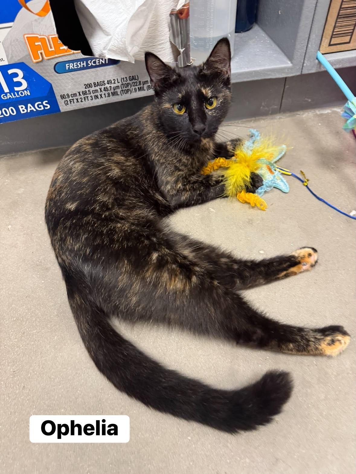 Ophelia, ADOPTABLE, Young Female Tortoiseshell.