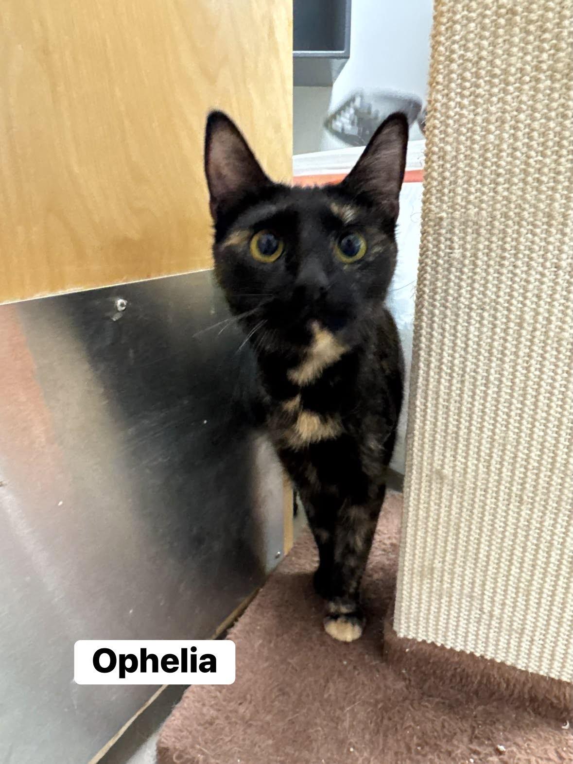 Enlarge Ophelia, a ADOPTABLE Tortoiseshell in Staten Island, NY image 2/3