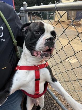 Storm, Adoptable, Young Male Boxer & Mixed Breed.