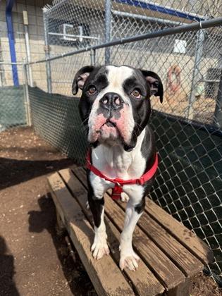 Enlarge Storm, a Adoptable mixed breed in Cumming, GA image 3/3
