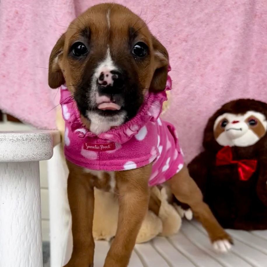 Iris , Adopted, Puppy Female Boxer & American Staffordshire Terrier.