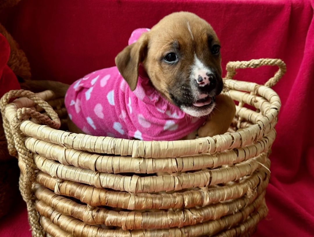 Iris , a Adopted mixed breed in Richmond, VA image 2/4