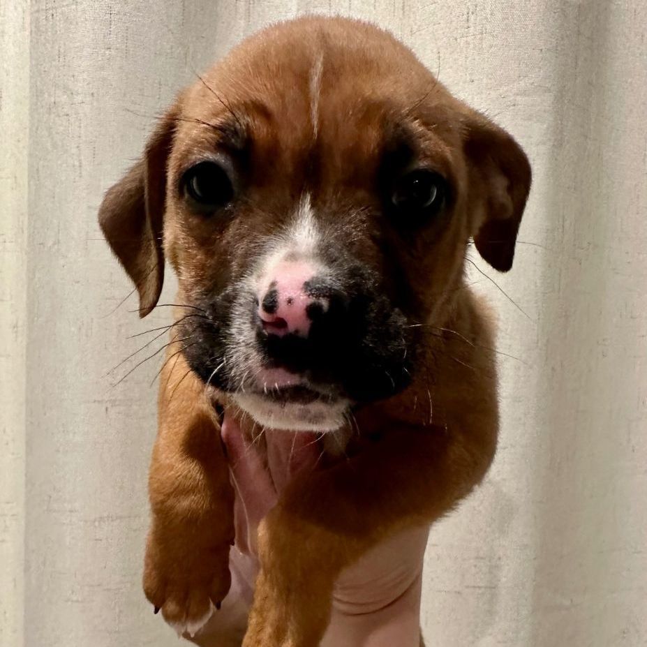 Iris , a Adopted mixed breed in Richmond, VA image 3/4