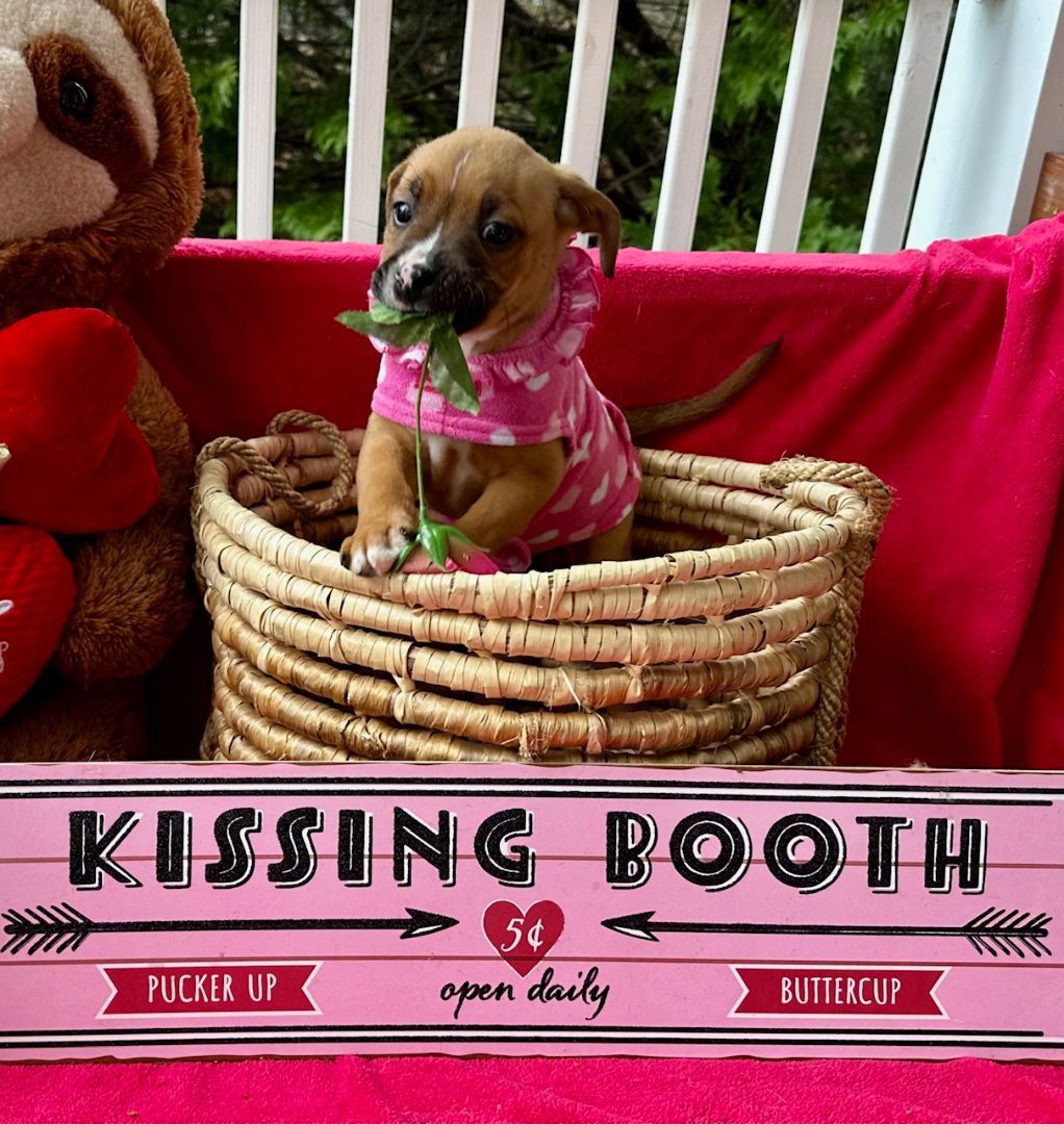 Iris , a Adopted mixed breed in Richmond, VA image 4/4