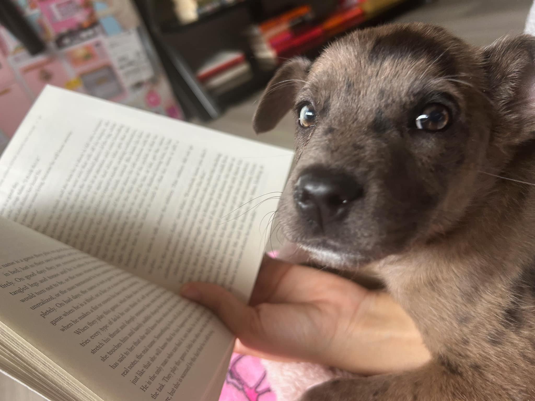 Tulip, Adopted, Puppy Female Catahoula Leopard Dog.