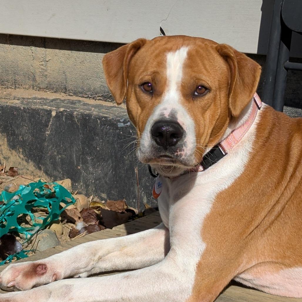 Wee, Adoptable, Adult Male Mixed Breed.