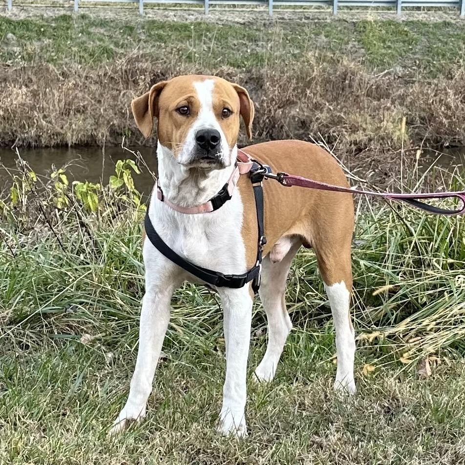 Enlarge Wee, a Adoptable mixed breed in Galax, VA image 2/5
