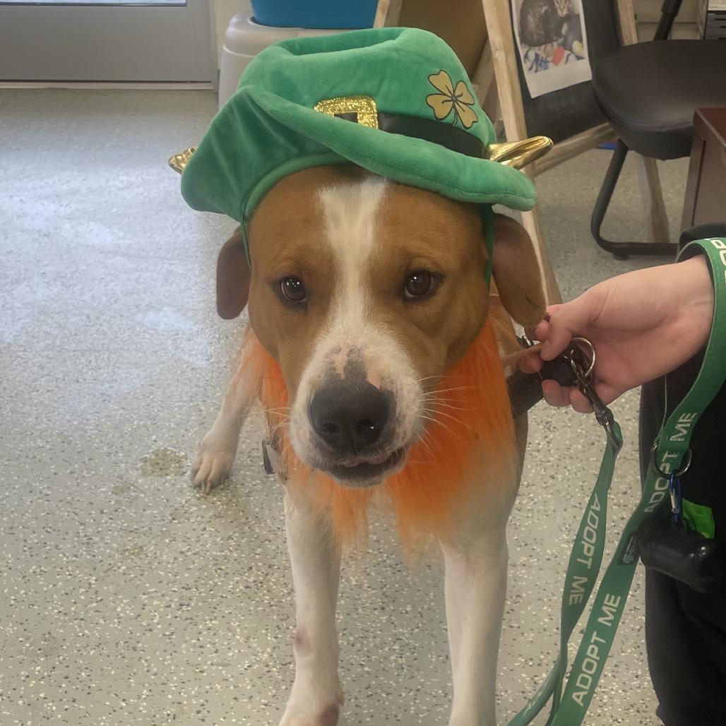 Enlarge Wee, a Adoptable mixed breed in Galax, VA image 3/5