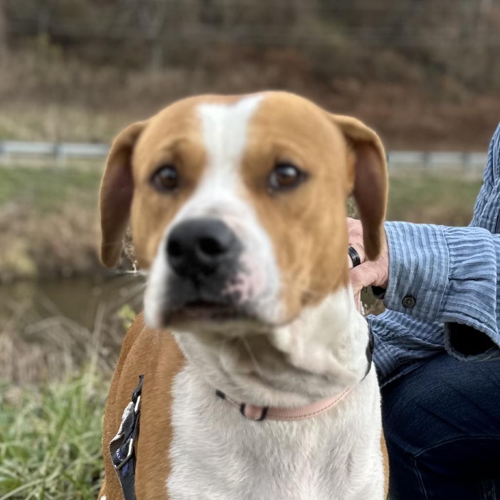 Enlarge Wee, a Adoptable mixed breed in Galax, VA image 4/5