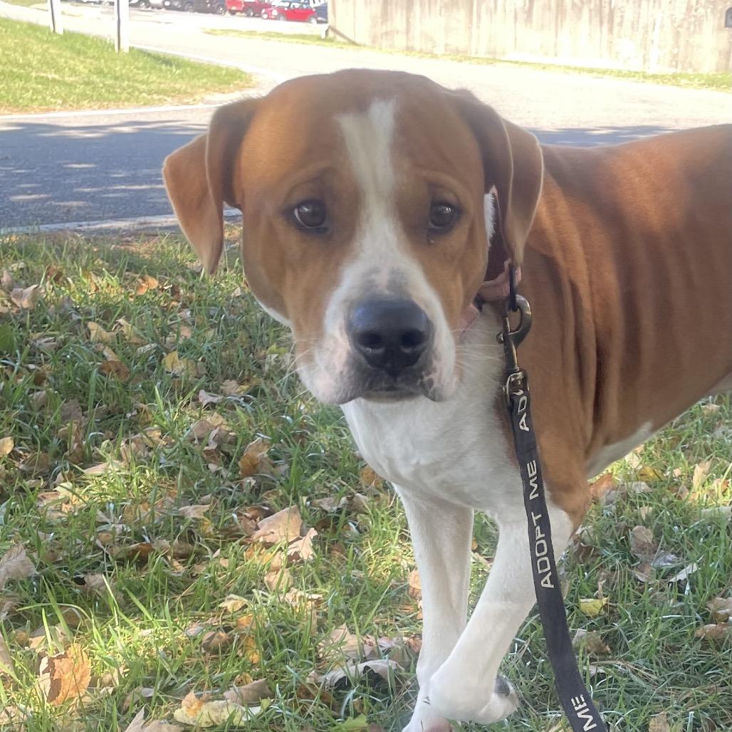 Enlarge Wee, a Adoptable mixed breed in Galax, VA image 5/5