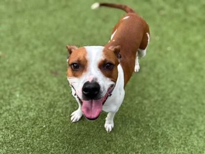 Friday, Adoptable, Young Male Pit Bull Terrier & Mixed Breed.