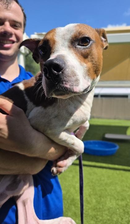 Friday, Adoptable, Young Male Pit Bull Terrier & Mixed Breed.